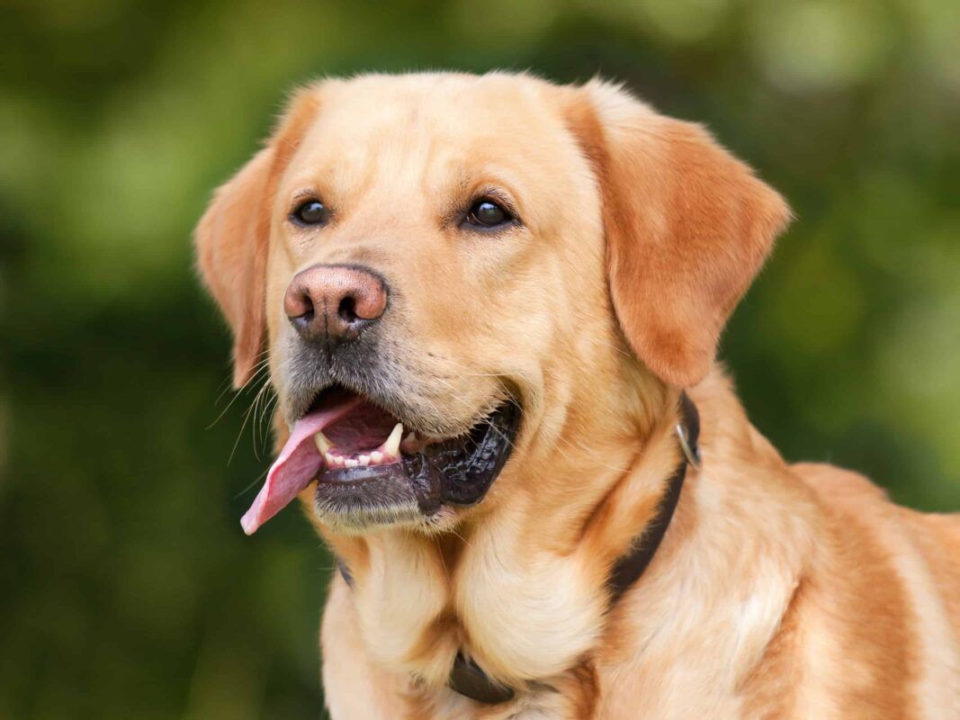Hund im Freien – Symbolbild für Hundezwinger