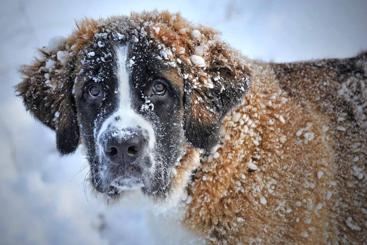 Hund im Schnee – Symbolbild für Hundezwinger